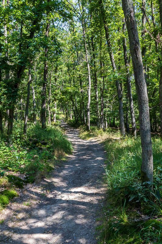 Aufstieg zum Gedeonseck Rheinblick in Boppard, hier kurz vor dem Ziel im schattigen Wald. Aufstieg zum Gedeonseck Rheinblick in Boppard, hier kurz vor dem Ziel im schattigen Wald.