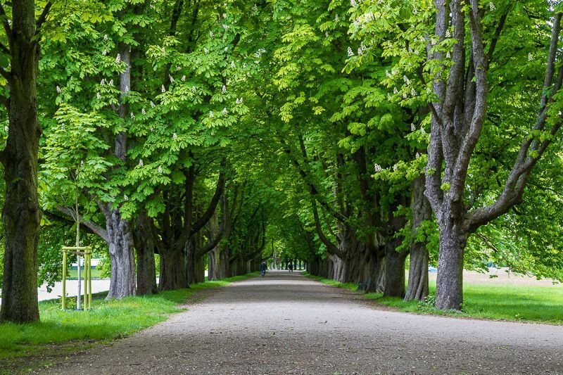 Kastanienallee am Decksteiner Weiher in Köln, Zeit zum Durchatmen Das Laub von riesigen Kastanienbäumen bilden ein dichtes, grünes Dach über einem Weg.