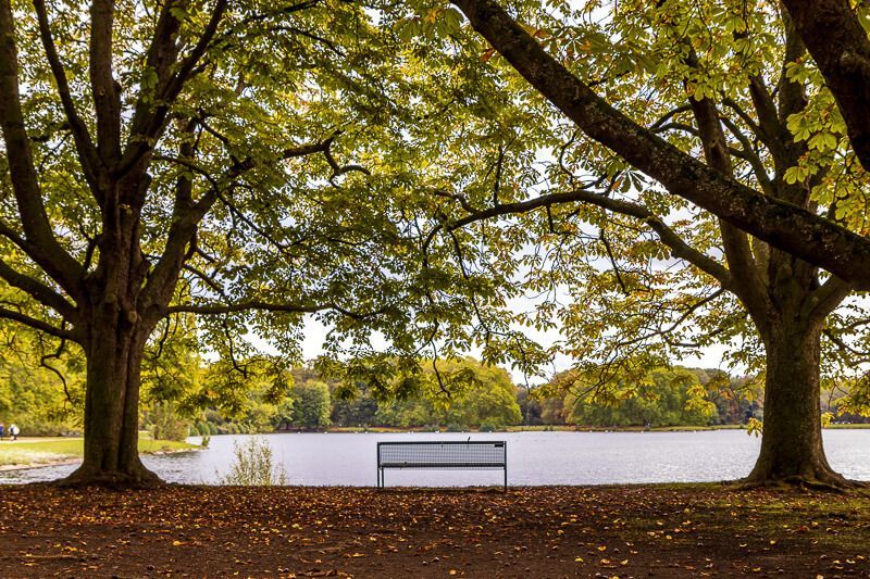 Grüne Oase in Köln: Decksteiner Weiher Am Decksteiner Weiher in Köln steht zwischen zwei knorrigen Kastanienbäumen eine Parkbank.