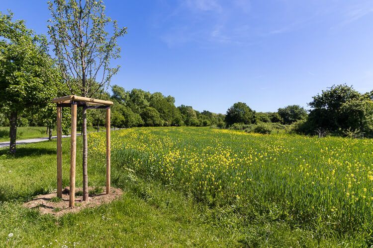 Umgebung vom Landschaftspark Duisburg-Nord zum Wandern Blühende Wiesen mit Raps beim Landschaftspark Duisburg-Nord.