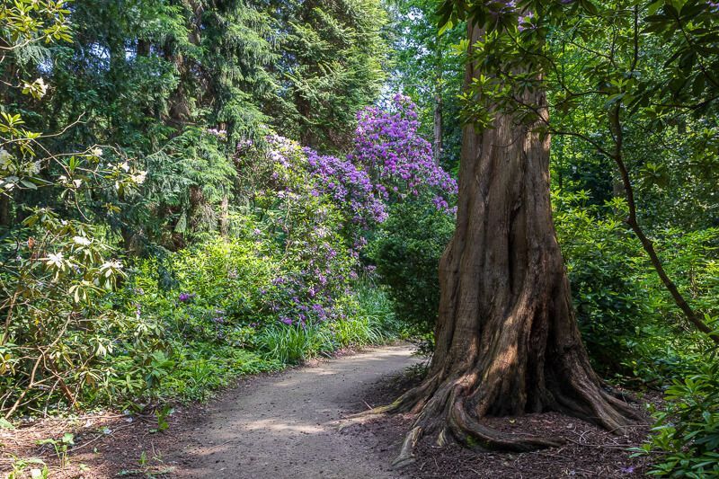 Im Forstbotanischen Garten Köln gibt es verwunschene Pfade wie diesen Knorriger Baum neben einem schmalen Weg, der an blühenden Rhododendren vorbeiführt.