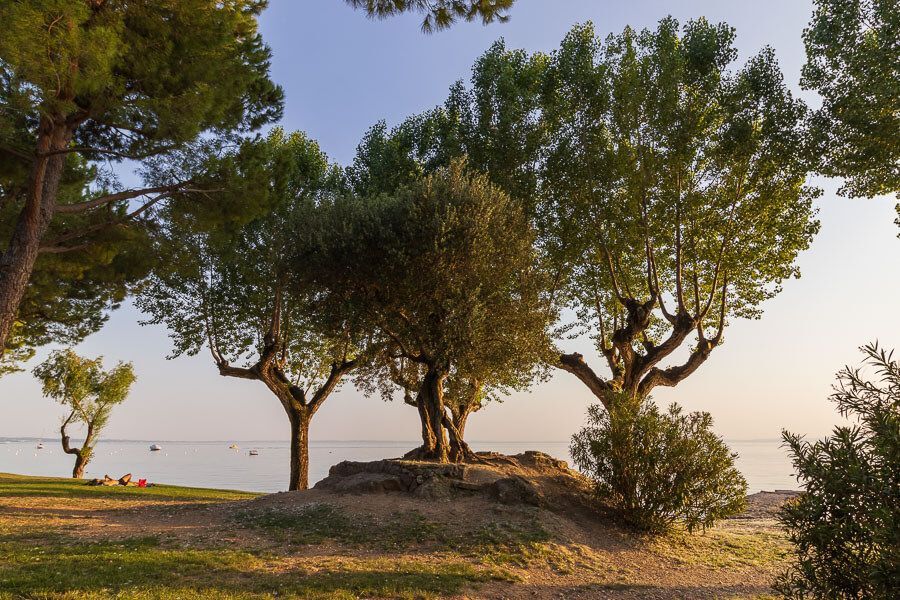 Olivenbäume am Gardasee Olivenbäume am Gardasee an der Seepromenade von Garda.