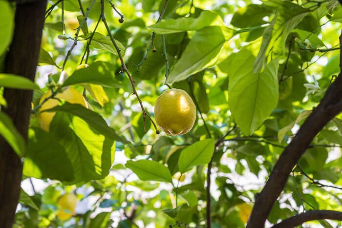 Zitrone im Sonnenlicht Zitrone in der Limonaia del Castèl in Limone-