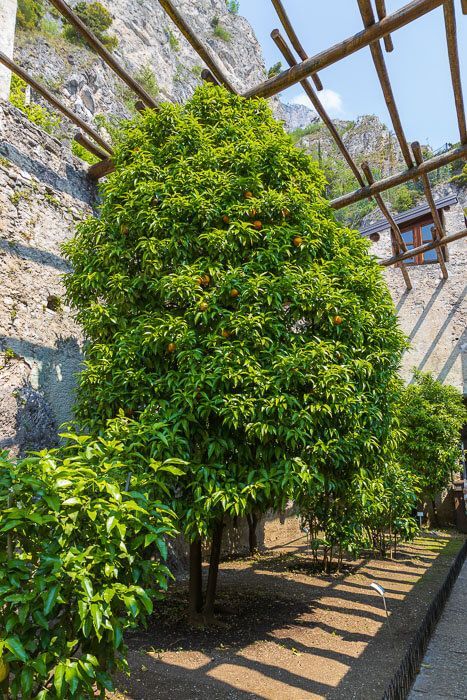 Orangenbaum in der Limonaia del Castèl in Limone am Gardasee.
