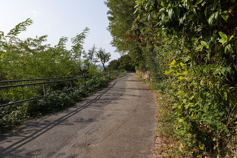Ein geteerter Weg mit viel Bewuchs an den Seiten führt oberhalb von Heidelberg entlang.