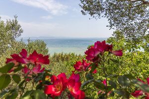 Der Gardasee in bei Sirmione strahlt in Türkis wie in der Karibik. Im Vordergrund sind tiefrote Blüten.