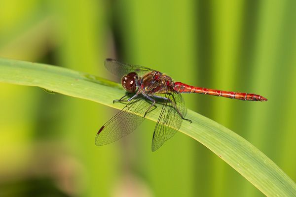 Eine rote Libelle sitzt auf einem grünen Blatt.