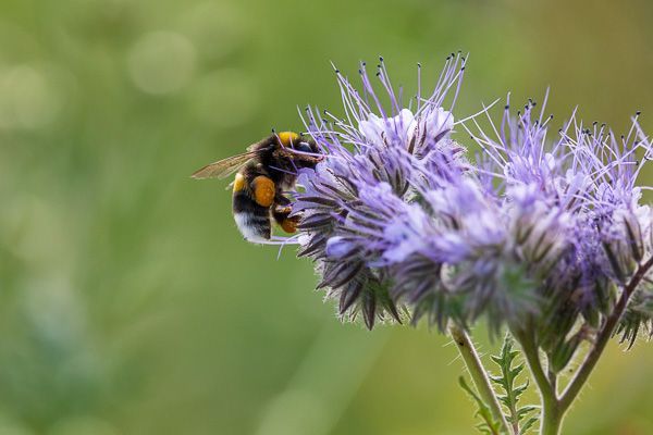 Eine Hummel sammelt Nektar an einer lila Blüte.