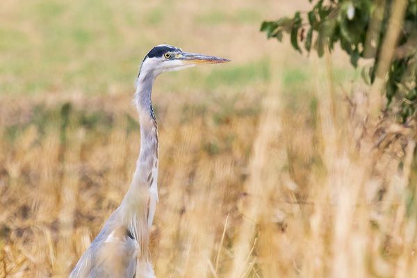 Ein Reiher hebt den Kopf aus einem Feld und blickt aufmerksam um sich.