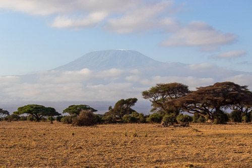 Kilimandscharo ragt aus dem Wolken hervor, eingerahmt von Akazien