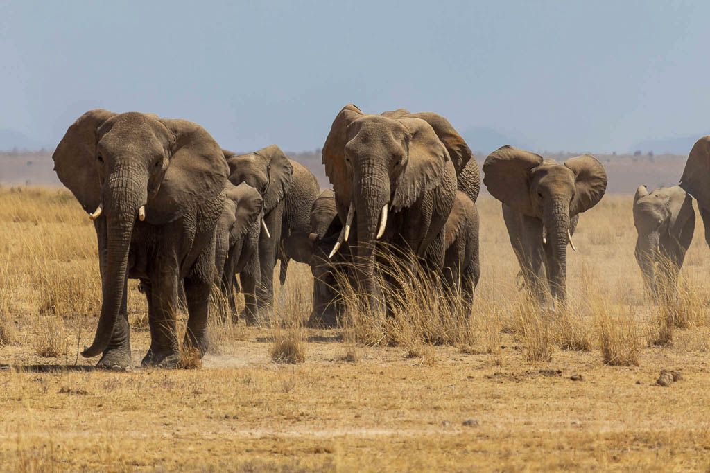 Elefantenherde im Amboseli Nationalpark Safari im Amboseli Nationalpark: Eine Elefantenherde zieht durch die trockene Landschaft.