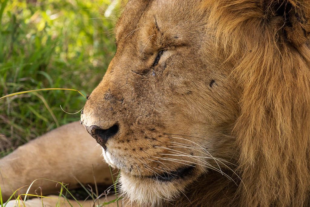 Der König der Tiere: ein dösender Löwe Ein schlafendes Löwenmännchen in Nahaufnahme in der Masai Mara.