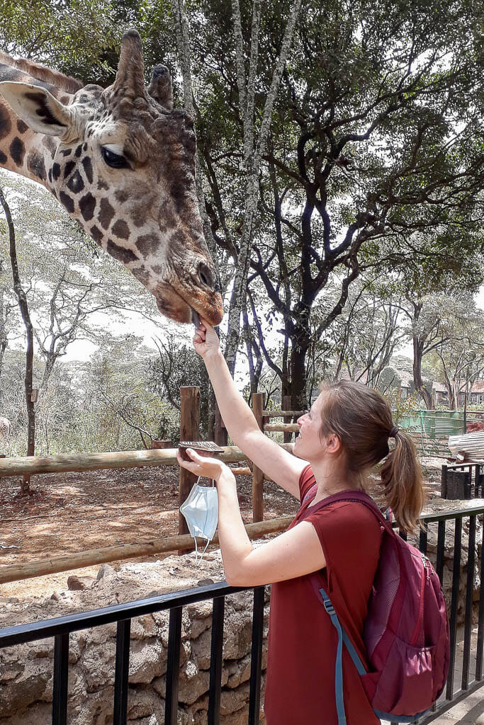 Aktivitäten in Nairobi: Giraffe Centre Eine Frau füttert eine Giraffe im
Giraffe Centre in Nairobi