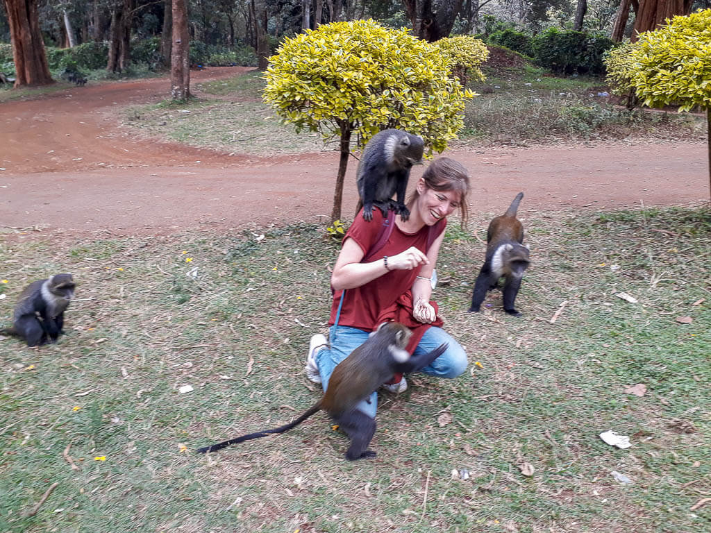 Affen füttern Eine Frau füttert Affen in in einem Park in Nairobi, ein Affe sitzt auf ihrer Schulter.