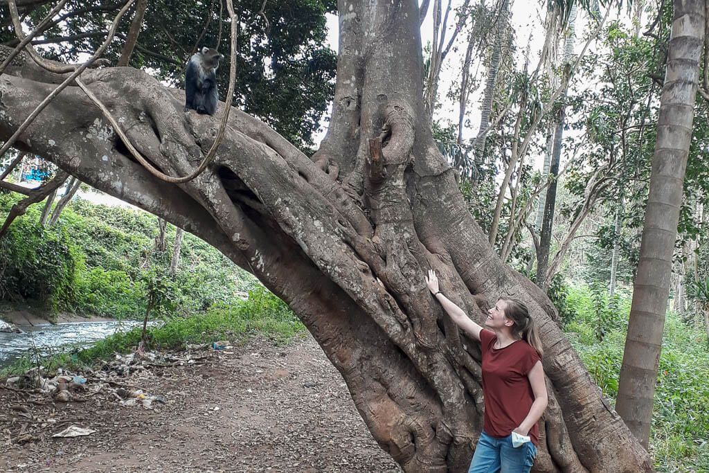 Eine Frau lehnt an einem Baum in Nairobi und blickt zu einem Affen, der auf sie hinuntersieht.