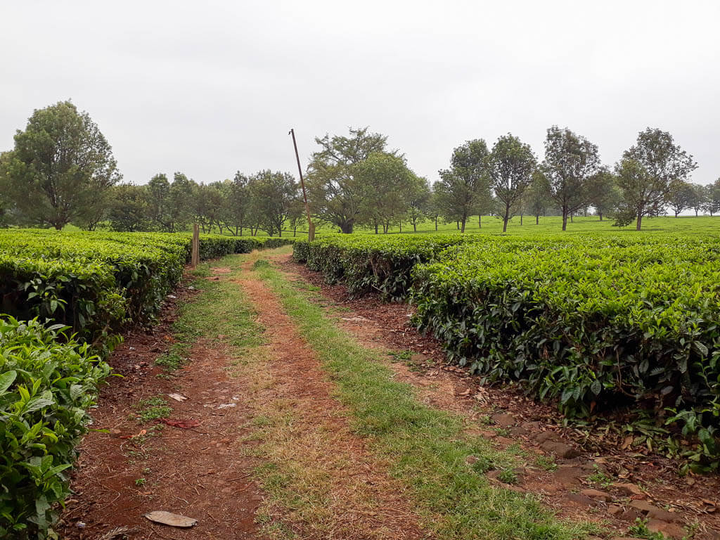 Zwischenstopp an einer Teeplantage auf dem Weg zum Lake Naivasha. Zwischenstopp an einer Teeplantage auf dem Weg zum Lake Naivasha.
