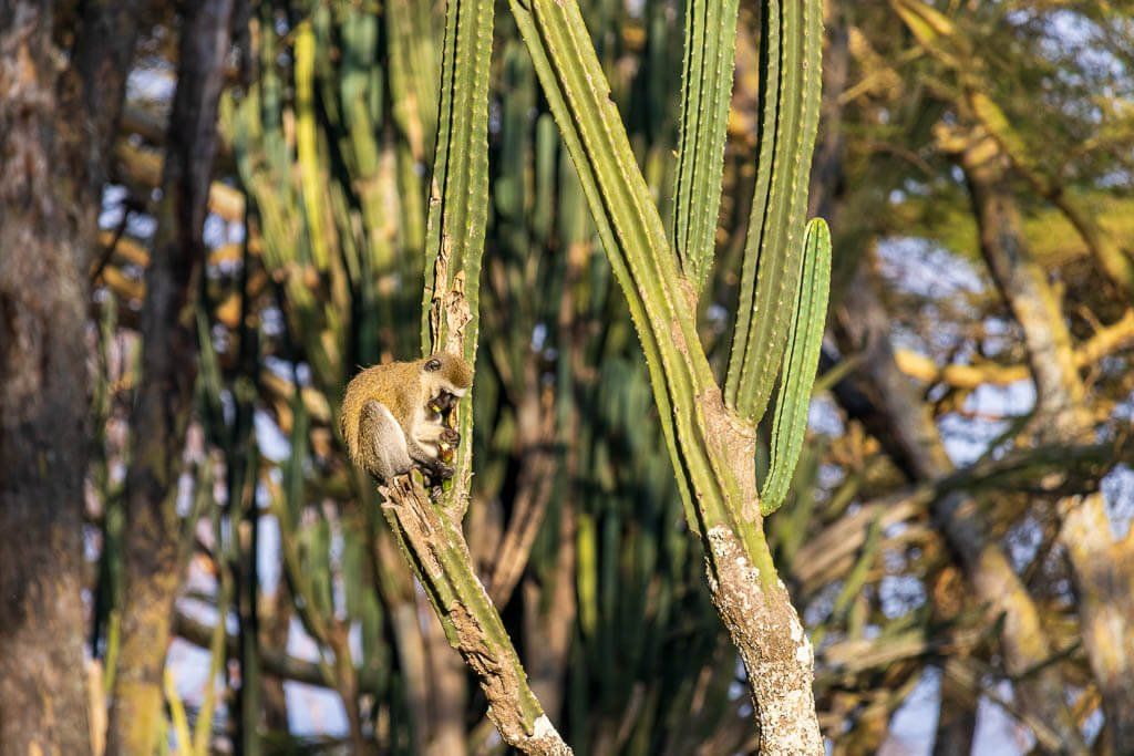 Affe sitzt in einem Kaktusbaum und isst Früchte. Affe sitzt in einem Kaktusbaum am Lake Naivasha und isst Früchte.