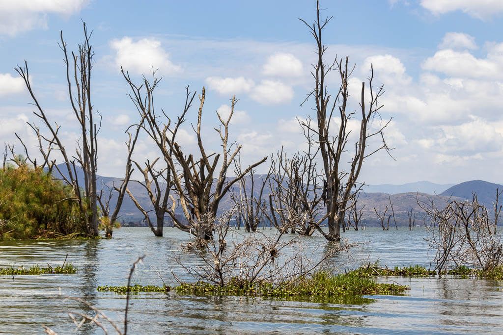 Tote Bäume ragen aus dem Wasser des Lake Naivasha, hier war mal Land. Bootstour auf dem Lake Naivasha, da wo einst Land war, rage nun tote Bäume aus dem Wasser.