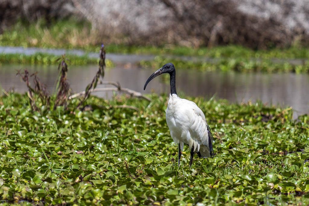 Ibis am Lake Naivasha auf Nahrungssuche