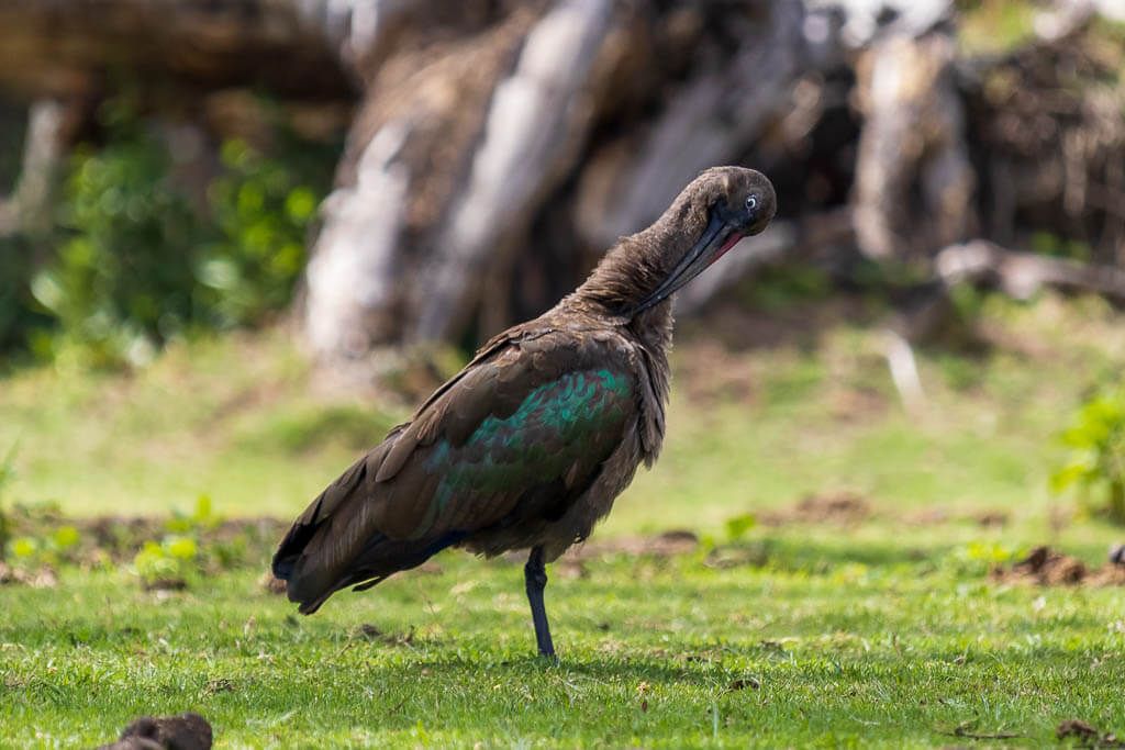 Ibis putzt sein Gefieder Ibis putzt sein Gefieder in einem Park am Lake Naivasha.