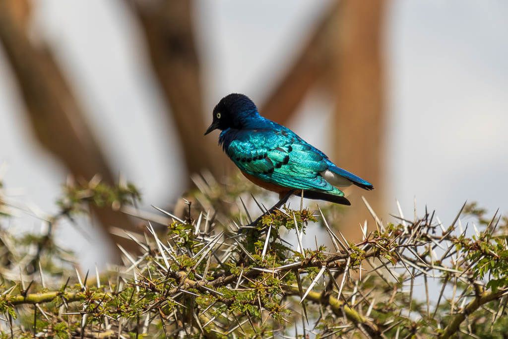 Bunte Vogelwelt am Lake Naivasha. Türkis-blau schimmernder Vogel auf einem Zweig voller Stacheln am Lake Naivasha.