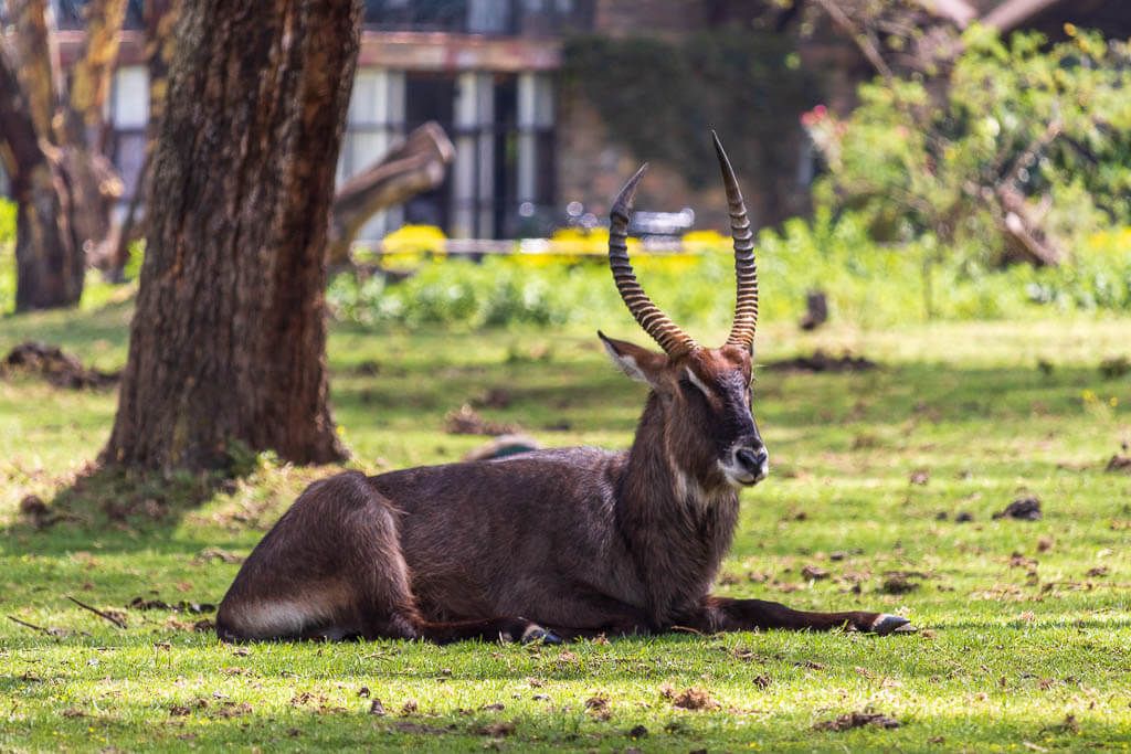 Wasserbock-Männchen sitzt im Park der Lodge Wasserbock-Männchen sitzt im Park der Lake Naivasha Sopa Lodge.