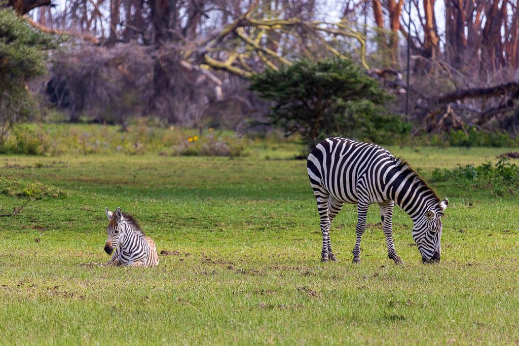 Grasende Zebramutter, während das Fohlen im Gras liegt. Grasende Zebramutter, während das Fohlen im Gras liegt.