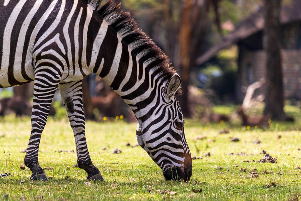 Grasendes Zebra im Park der Lake Naivasha Sopa Lodge. Grasendes Zebra im Park der Lake Naivasha Sopa Lodge.