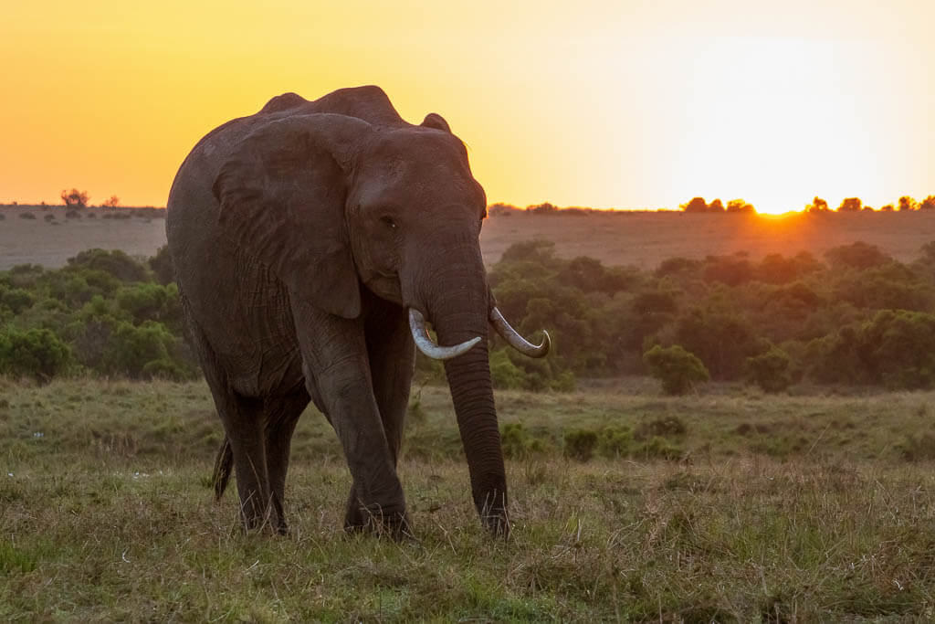 Safari in der Masai Mara bei Sonnenaufgang: Grasender Elefant Mächtiger Elefant grast bei Sonnenaufgang in der Masai Mara.
