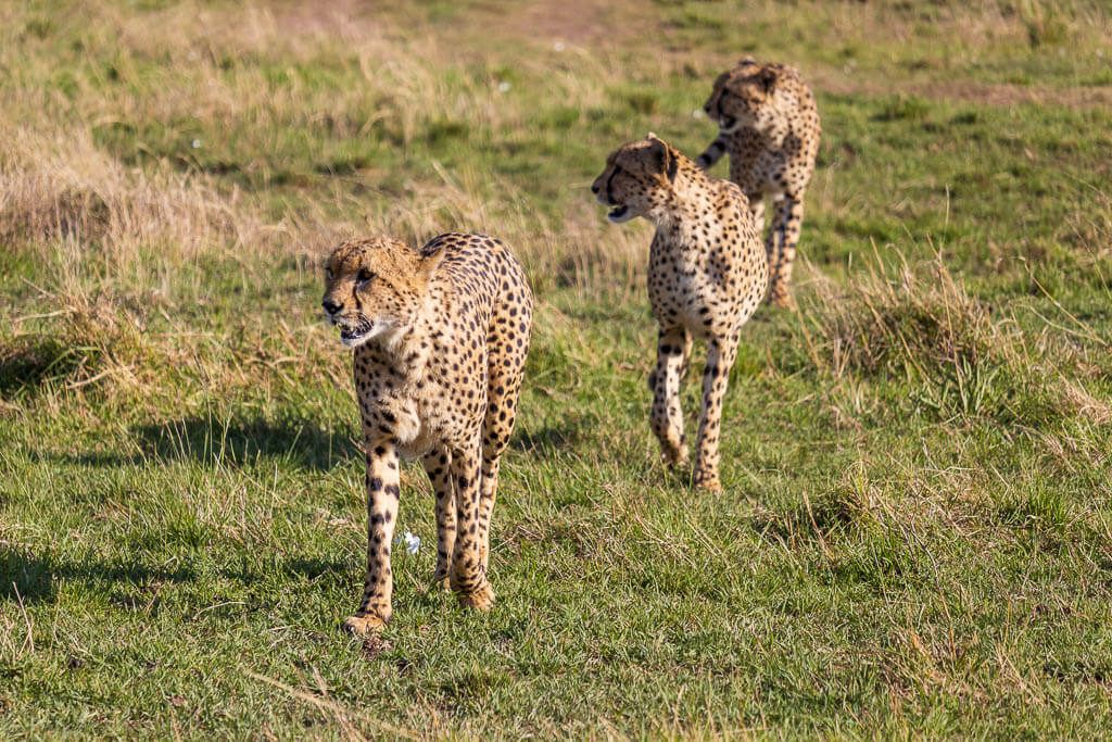 Drei Geparden haben etwas gesichtet Die berühmten Gepardenbrüder laufen majestätisch durch die Masai Mara.