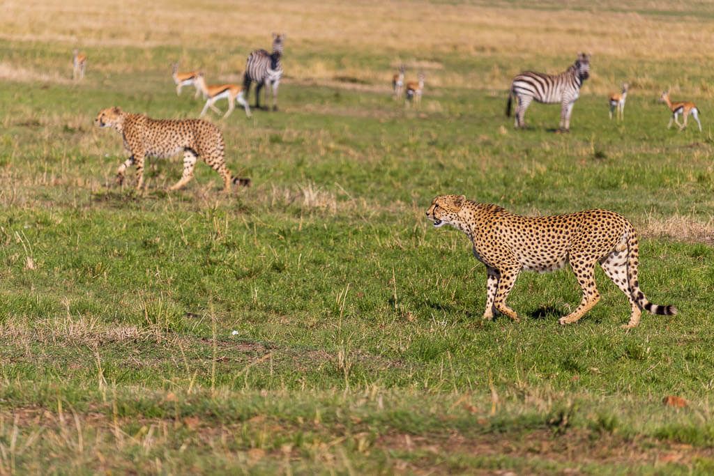Meine Lieblingserfahrung: Diese Geparden beobachten Die berühmte Gepardengruppe läuft majestätisch durch die Masai Mara. Im Hintergrund sind aufmerksame Zebras und Thomsongazellen zu sehen.