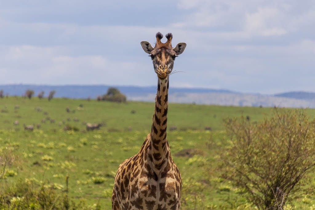 Auf Safaris in der Masai Mara begegnet man immer einer Giraffe Eine Giraffe blickt frontal in die Kamera.