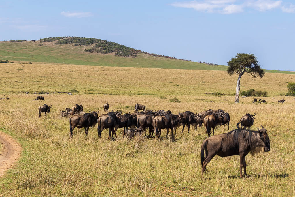 Wenn es eine Tierart in Fülle in der Masai Mara gibt, dann sind es Gnus Eine Herde Gnus grast in den Weiten der Masai Mara.