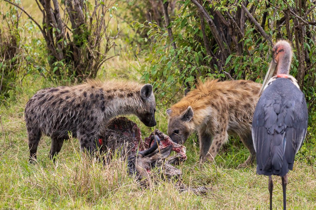 Auch solche Szenen gehören zu einer Safari in der Masai Mara Zwei Hyänen fressen an einem Stück Aas, während ein Marabu zusieht.