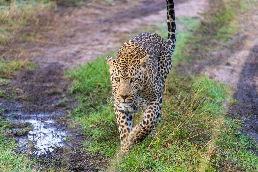 Das Lieblingstier meines Guides: Leopard Leopard wandert mit wachem Blick in den Morgenstunden durch die Masai Mara.
