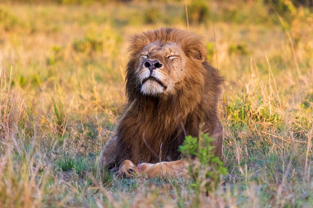Sichtung bei einer Safari: Löwenmännchen genießt die Morgensonne Ein Löwenmännchen sonnt sich am frühen Morgen mit geschlossenen Augen in der Masai Mara.