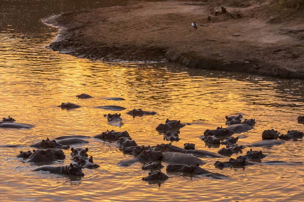 Auf Safari in der Masai Mara: Nilpferde im Fluss bei Sonnenaufgang Nilpferde im Fluss bei Sonnenaufgang in der Masai Mara.