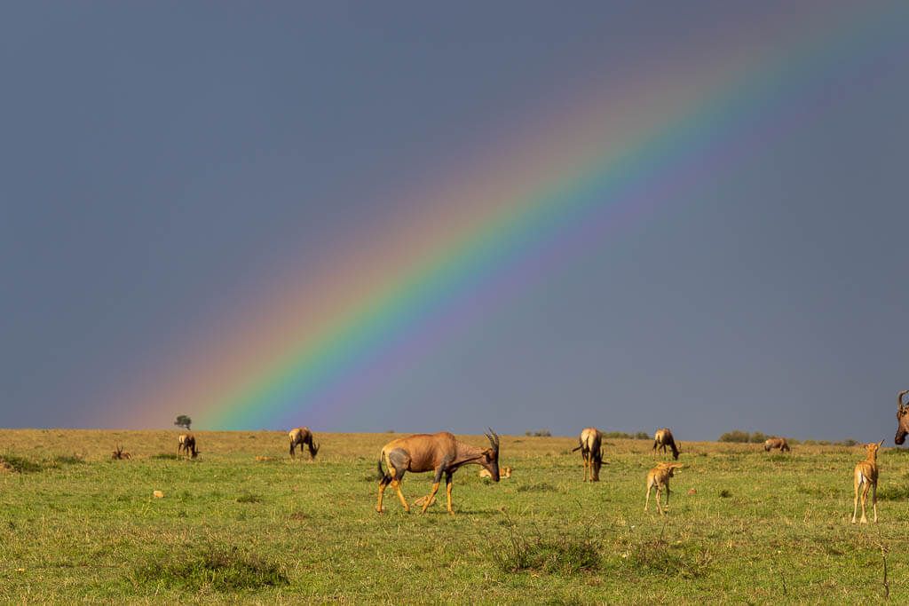 Kurz vor einem Regenschauer in der Masai Mara. In der Masai Mara grasen vor einem Regenbogen Topis.