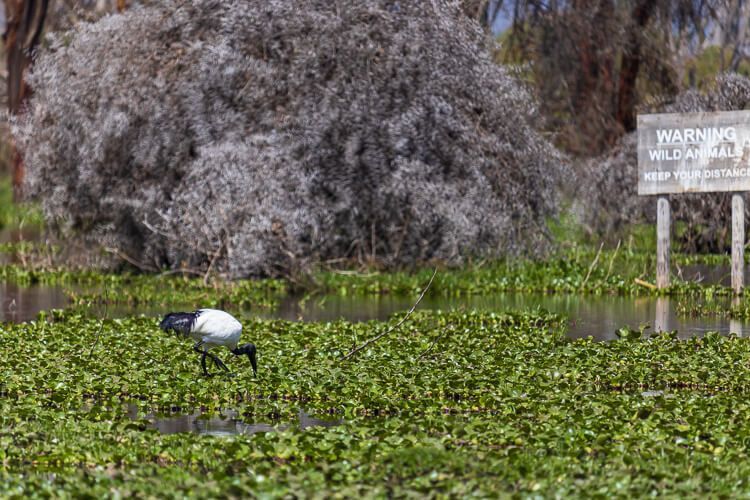Ibis auf Nahrungssuche Ibis auf Nahrungssuche am Lake Naivasha inmitten von Wasserhyazinthen.