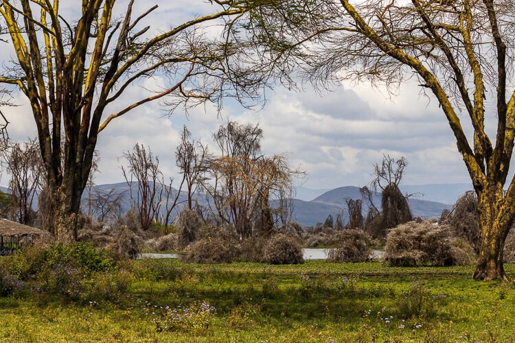 Landschaft mit üppiger Pflanzenwelt am Lake Naivasha. Landschaft mit üppiger Pflanzenwelt am Lake Naivasha. Im Hintergrund ist eine sanfte Hügelkette.