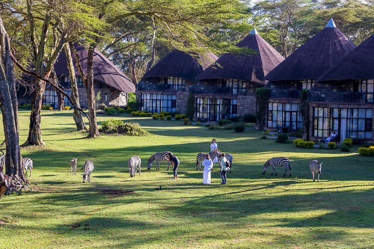 Die Influencerinnen im Bademantel bei der Zebraherde. Die Influencerinnen im Bademantel bei der Zebraherde.