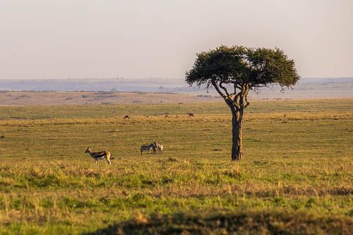 Einsamer Baum steht in der Weite der Masai Mara