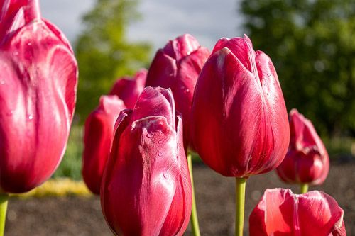 Pinke Tulpen, eine Pflanze, die häufig mit den Niederlanden verbunden werden.