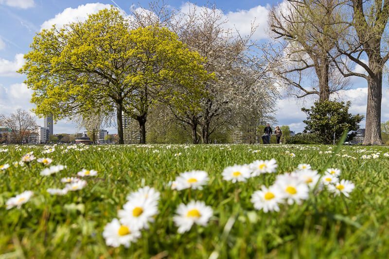 Rheinpark Köln aus Gänseblümchensicht Liegewiese mit Gänseblümchen im Rheinpark von Köln.