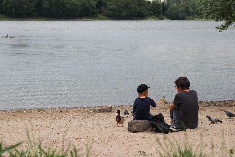 Idyllische Szenerie am Rhein an der Rodenkirchen Riviera Eine Großmutter sitzt mit ihrem Enkelkind an der Kölschen Riviera in Rodenkirchen, Köln. Um sie versammeln sich Tauben und Enten.