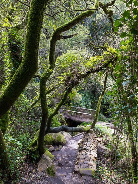Grün bemooste Bäume auf einem Wanderweg in Sintra.