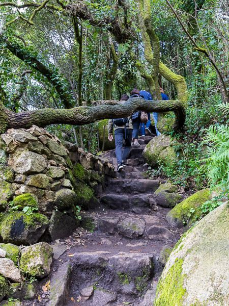 Wanderweg von Sintra Altstadt zum Castelo dos Mouros: Der Weg ist uneben und teils von verwachsenen Bäumen gesäumt.