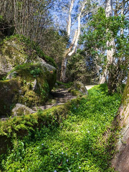 Der Caminho de Santa Maria ist geprägt von grüner Vegetation und einem relativ sanften Anstieg.