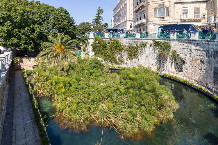 Fonte Aretusa mit Papyrus. Süßwasserquelle mit Papyruspflanze in der Ortigia Syrakus.