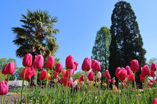 Grünanlage mit pinken Tulpen im Rheinpark Köln.